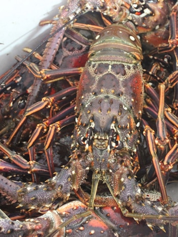 Le Vivier à langoustes